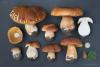 boletus-pinophilus_01_t1_3.jpg