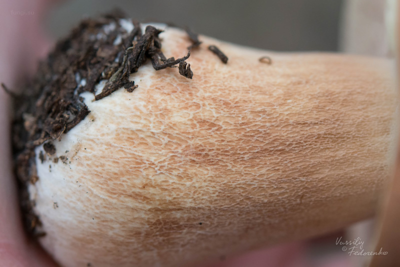boletus-pinophilus_02.jpg