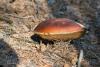 boletus-pinophilus_02_t1_1.jpg
