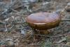 boletus-pinophilus_04_t1.jpg