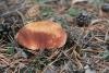 boletus-pinophilus_05_t1.jpg