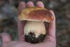 boletus-pinophilus_06_t1.jpg