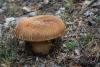 boletus-pinophilus_07_t1.jpg