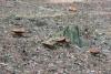 boletus-pinophilus_08_t1.jpg