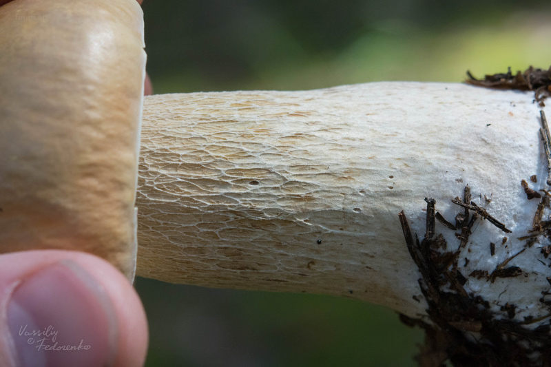 boletus_02.jpg