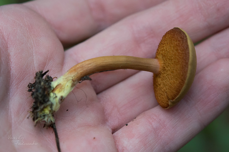 chalciporus-piperatus_02_1.jpg