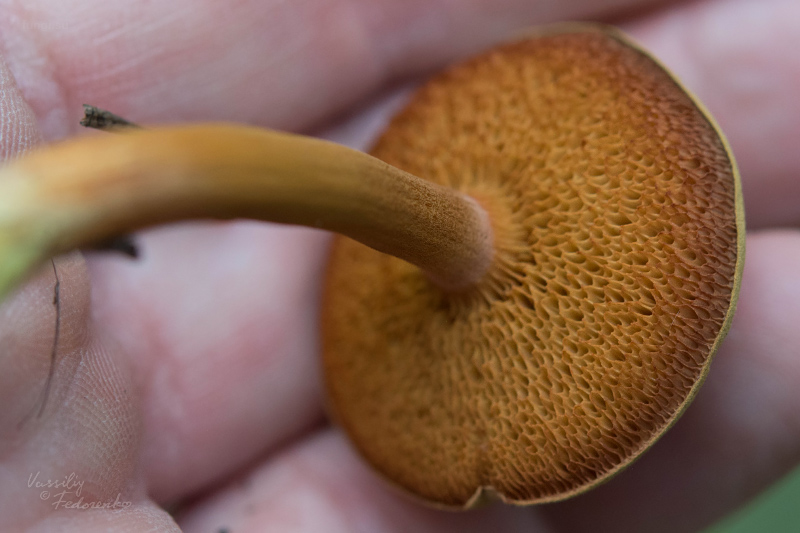 chalciporus-piperatus_03.jpg
