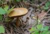 chalciporus-piperatus_05_t1.jpg