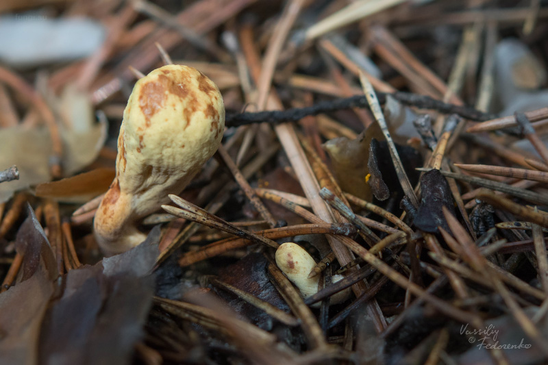 clavariadelphus_01.jpg