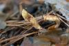 clavariadelphus_02_t1.jpg