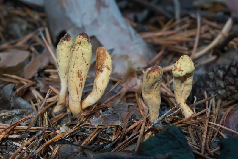 clavariadelphus_04.jpg