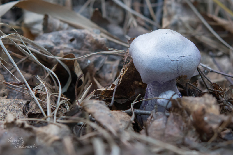 cortinarius_01.jpg