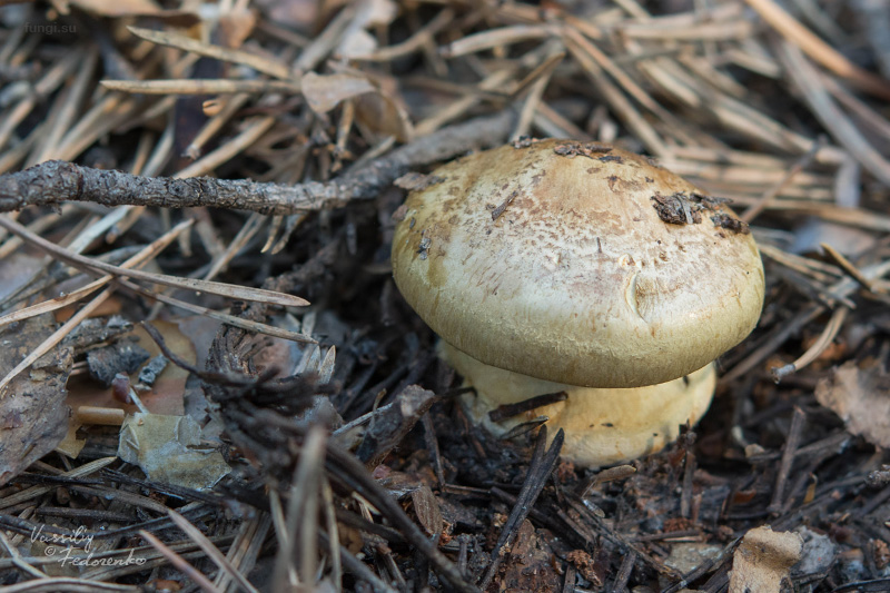 cortinarius_01_1.jpg