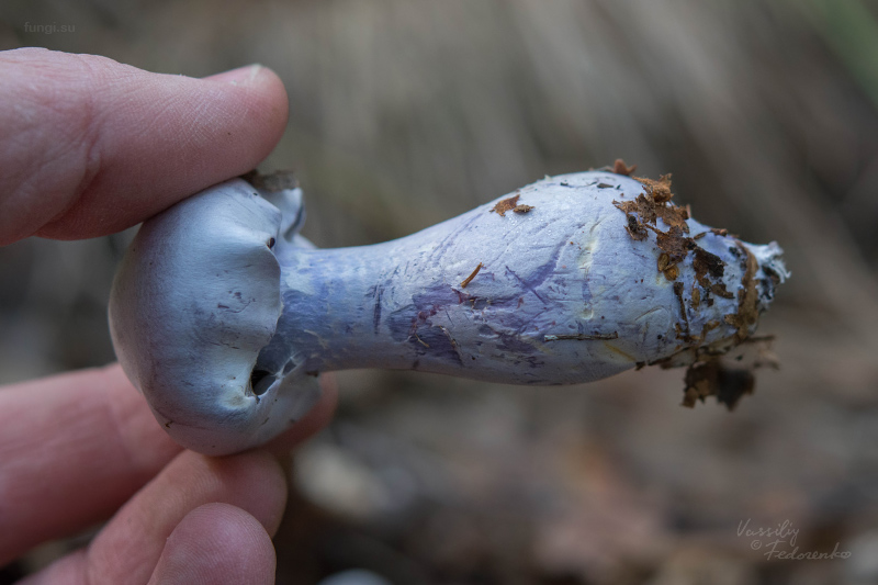 cortinarius_02.jpg