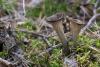 craterellus-cornucopioides_01_t1.jpg