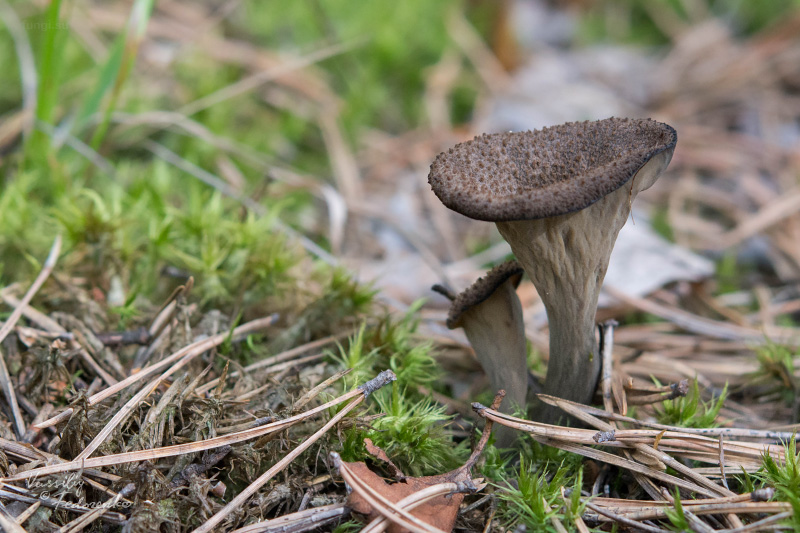 craterellus-cornucopioides_03.jpg