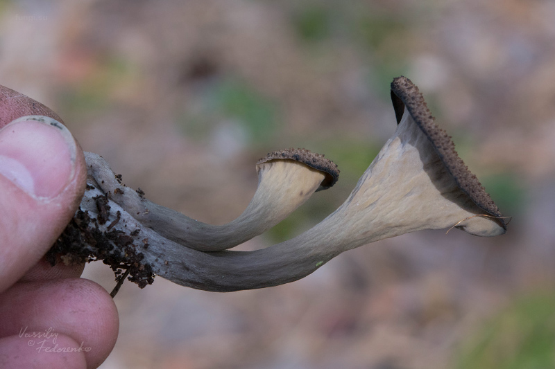 craterellus-cornucopioides_04.jpg