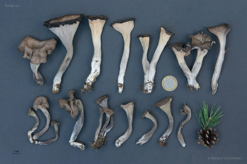 craterellus-cornucopioides_05.jpg