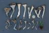 craterellus-cornucopioides_05_t1.jpg