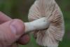 entoloma_03_t1.jpg