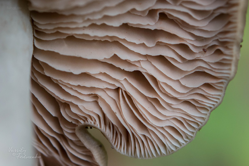 entoloma_04.jpg