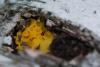 fungi_01_t1_1.jpg