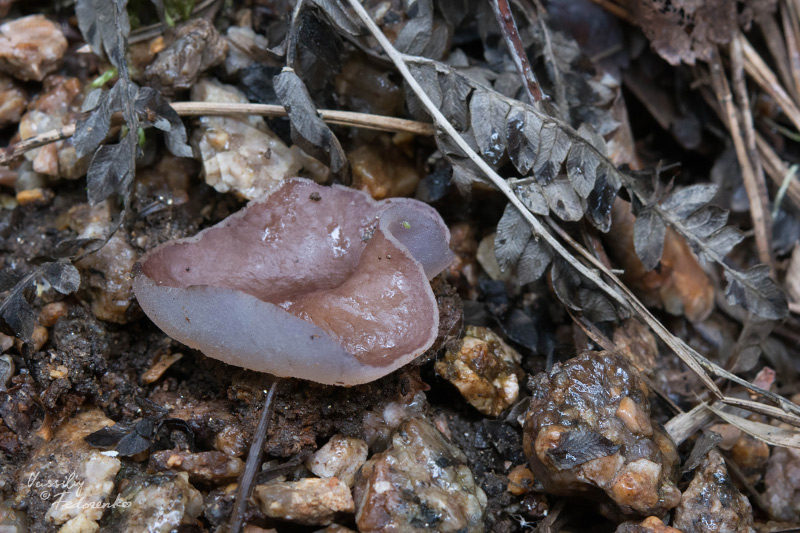 fungi_04_1.jpg