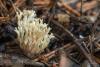 fungi_05_t1.jpg