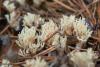 fungi_06_t1.jpg