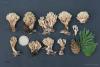 fungi_06_t1_1.jpg