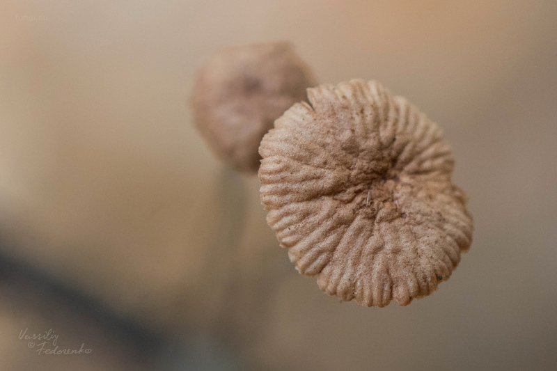 fungi_10.jpg