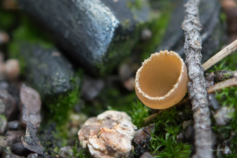 geopyxis-carbonaria_03.jpg