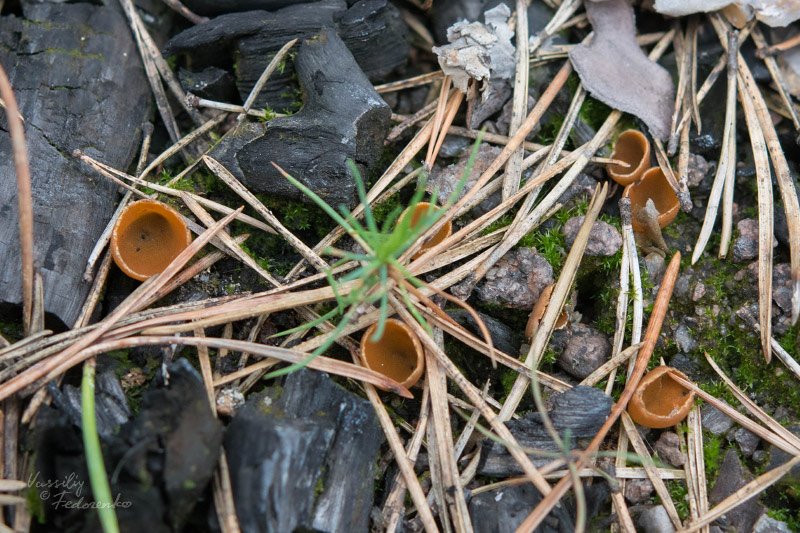 geopyxis-carbonaria_06.jpg