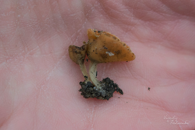 geopyxis-carbonaria_08.jpg
