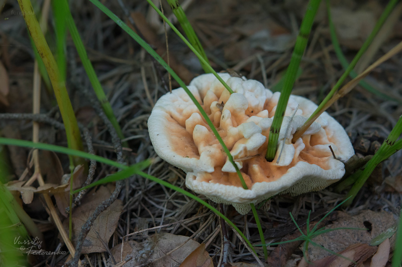 hydnellum-aurantiacum_01.jpg