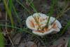 hydnellum-aurantiacum_01_t1.jpg