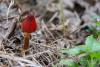 hygrocybe_01_t1.jpg