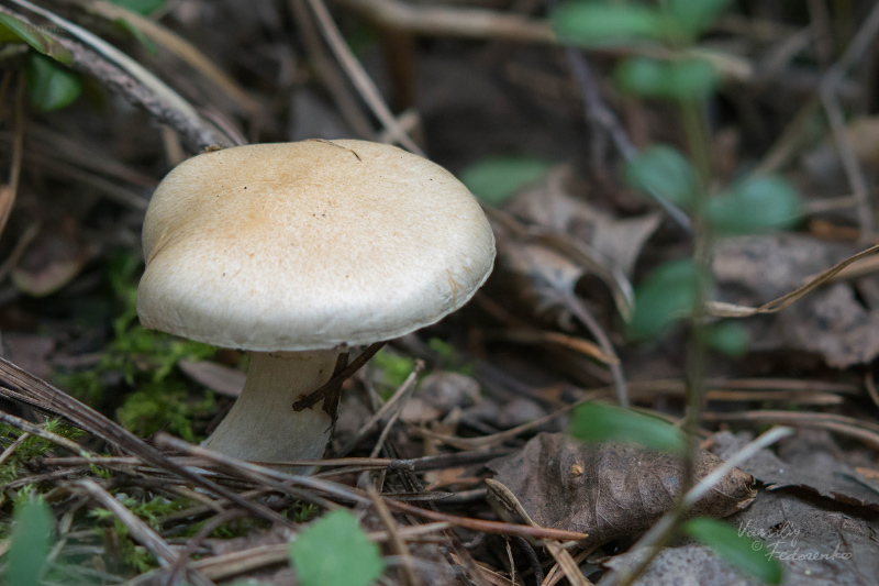 hygrophorus_02.jpg