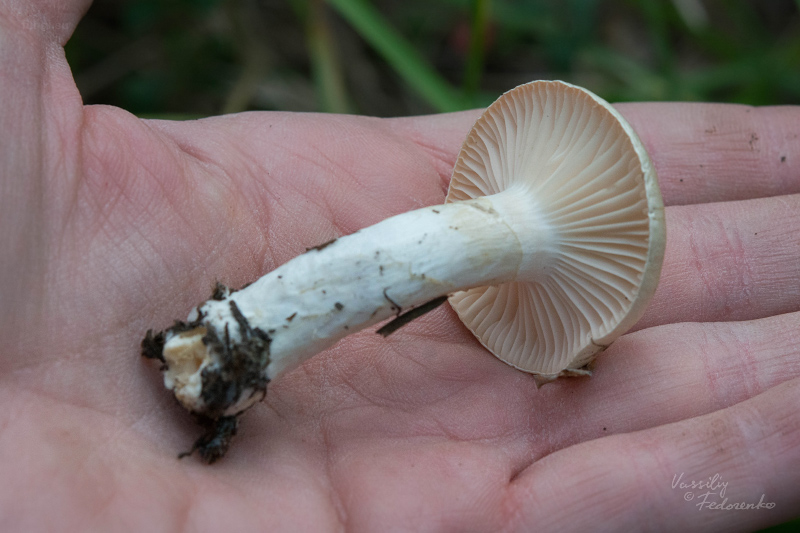 hygrophorus_03.jpg