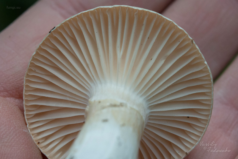 hygrophorus_04.jpg