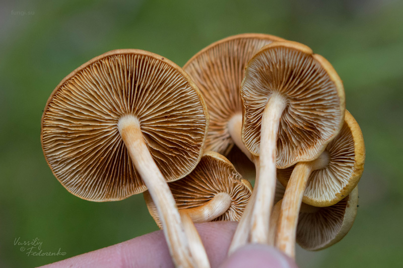 hypholoma_02.jpg