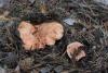 lactarius-deliciosus_01_t1_1.jpg