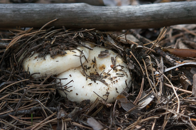 lactarius_01_1.jpg