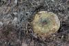 lactarius_01_t1_2.jpg