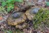 lactarius_01_t1_4.jpg