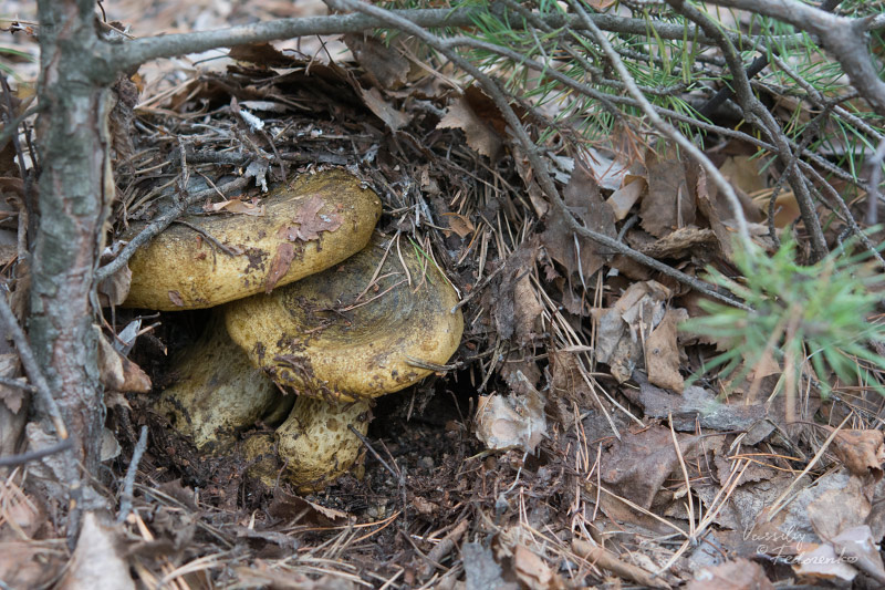 lactarius_02_2.jpg