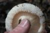 lactarius_02_t1_1.jpg