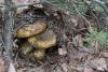 lactarius_02_t1_2.jpg