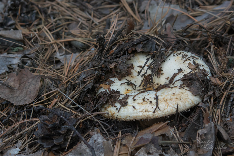 lactarius_03_1.jpg