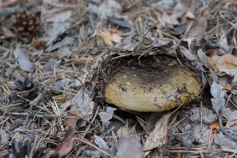 lactarius_03_2.jpg